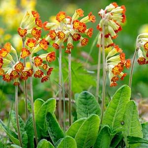 Primula Veris 'Sunset Shades', Common Cowslip 'Sunset Shades', Bedlam Cowslip 'Sunset Shades', English Cowslip 'Sunset Shades', Red Cowslip, Red Primrose , Shade plants, shade perennial, yellow flowers, plants for shade, deer resistant plants, deer resistant perennials